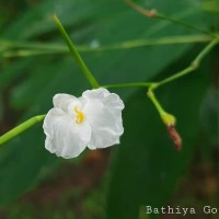 Indianthus virgatus (Roxb.) Suksathan & Borchs.